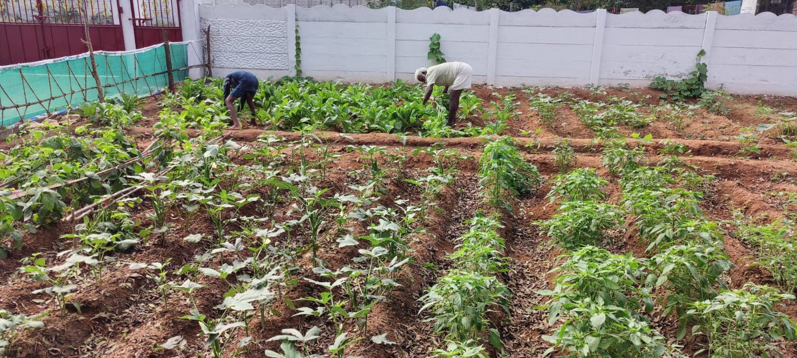 Vegetable garden tended by the trust